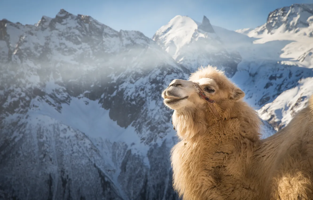 Photo wallpaper winter, face, light, snow, mountains, smile, tops, camel