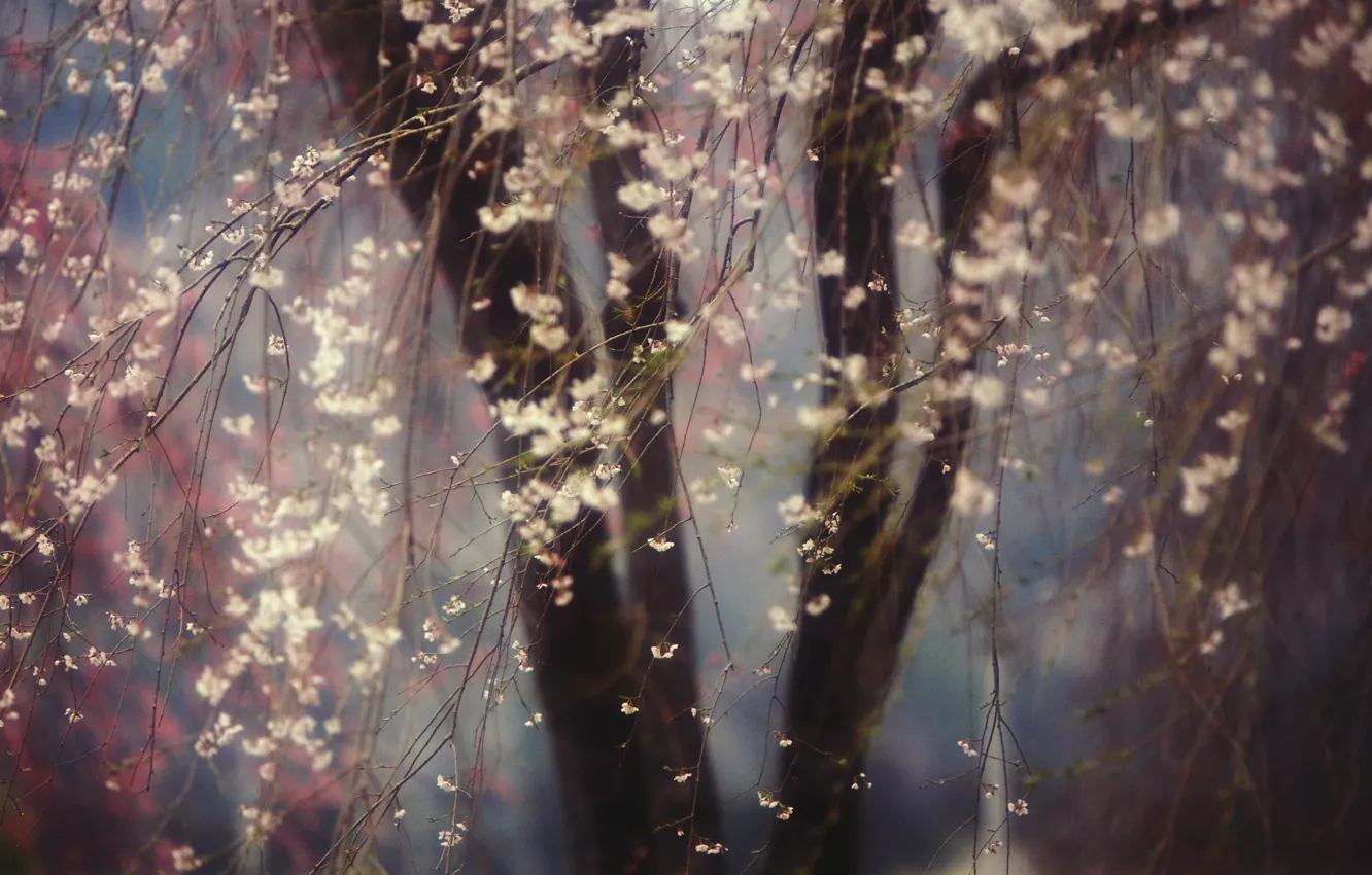 Photo wallpaper trees, flowers, nature, cherry, spring, flowering