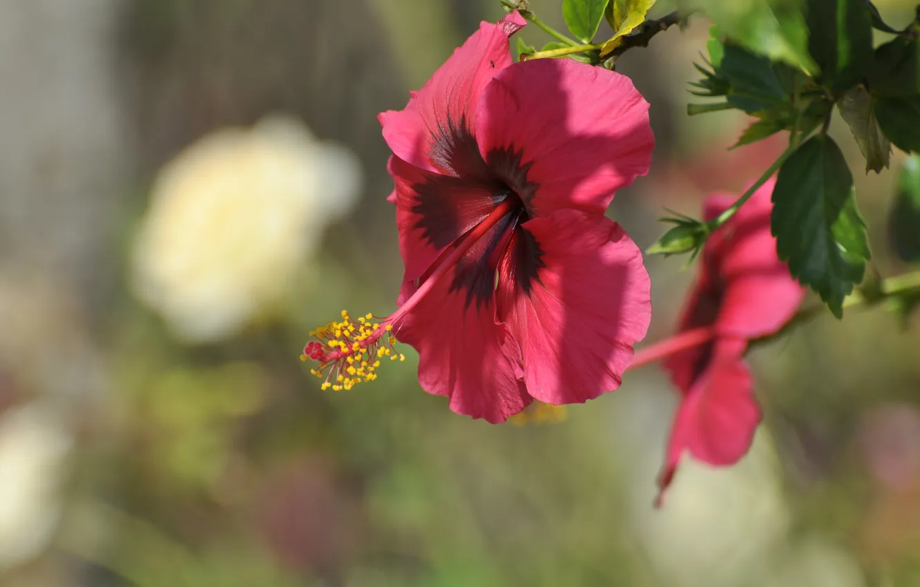 Photo wallpaper red, stamens, leaf, flowering, hibiscus