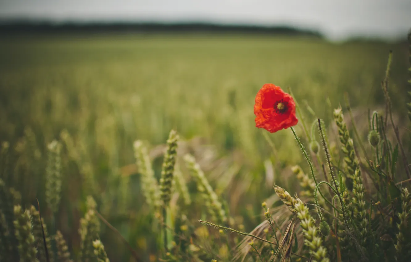 Photo wallpaper field, grass, nature, Mac, spikelets