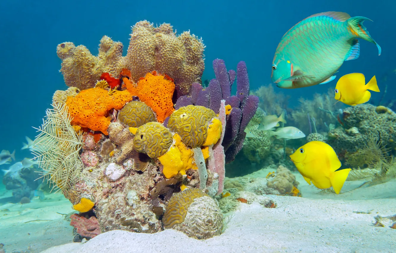 Photo wallpaper sea, fish, corals, the bottom of the sea