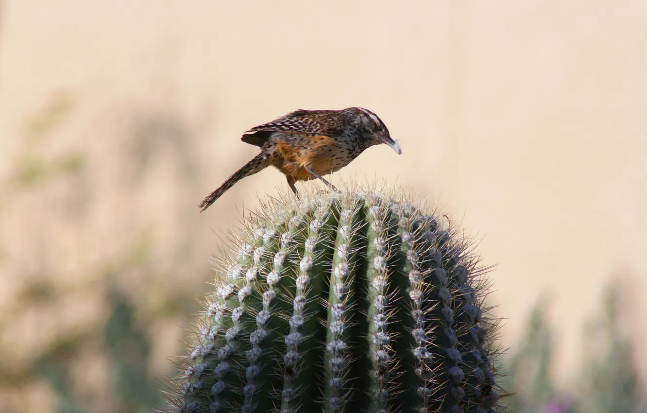 Photo wallpaper cactus, barb, bird