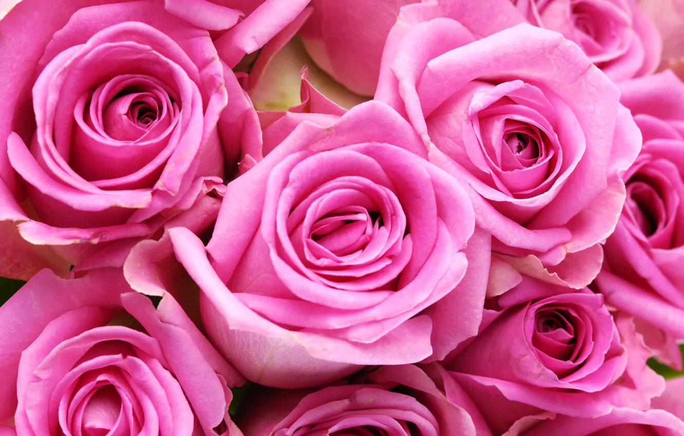 Photo wallpaper flowers, roses, colorful, gentle, flowers, beautiful