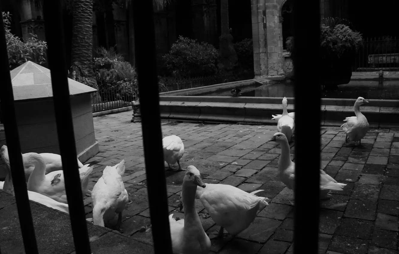 Photo wallpaper Italy, black and white, geese, behind bars