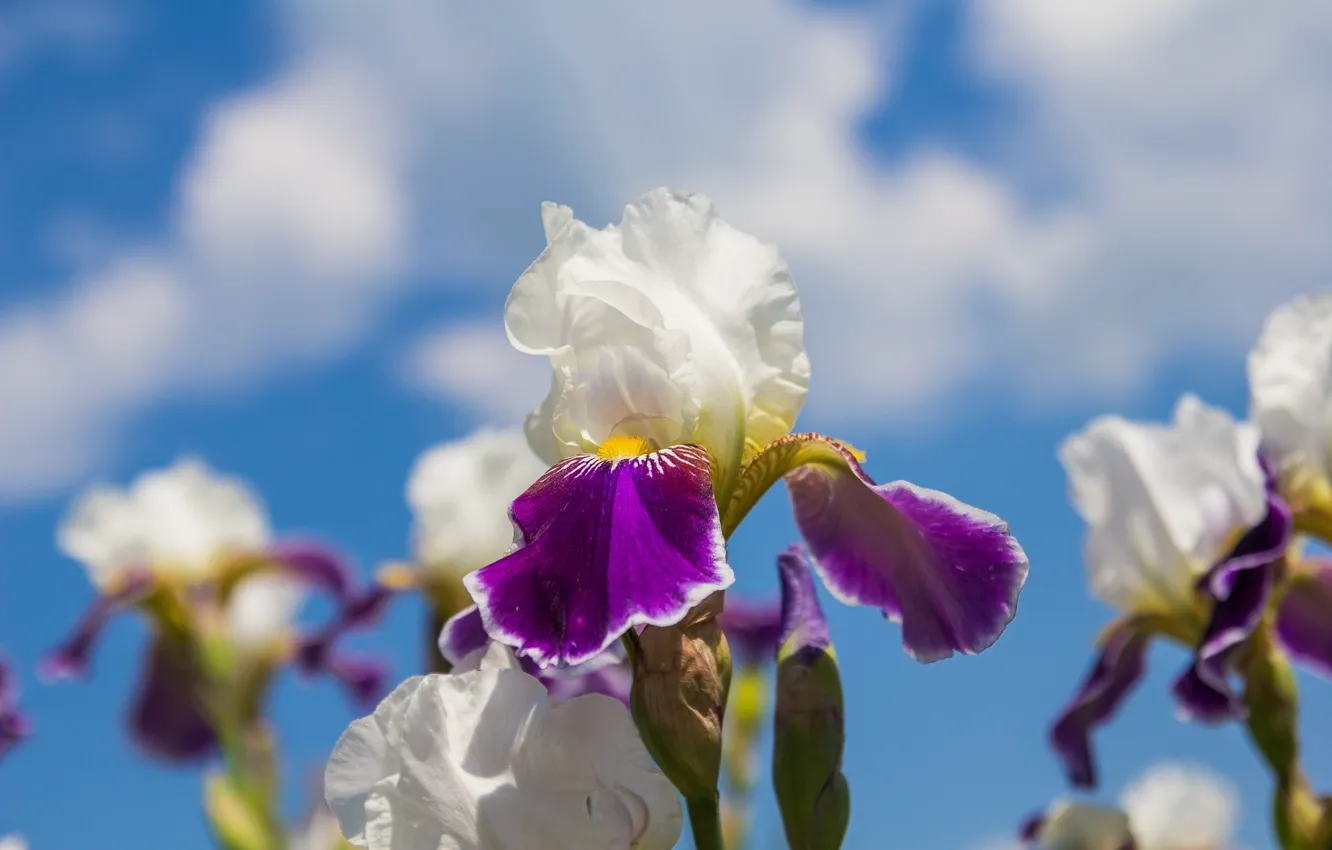 Photo wallpaper flowers, spring, flowering, iris