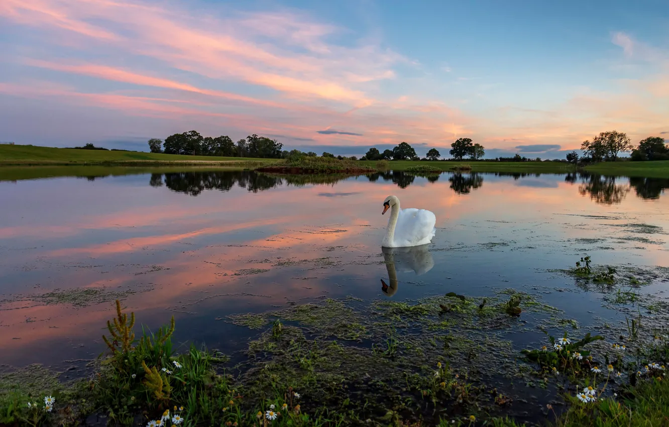 Photo wallpaper white, summer, clouds, flowers, lake, pond, reflection, bird