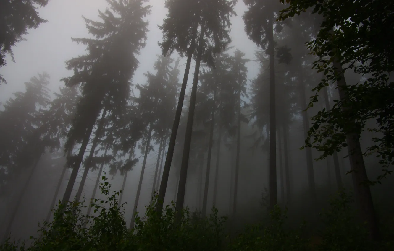 Photo wallpaper forest, the sky, trees, nature, fog