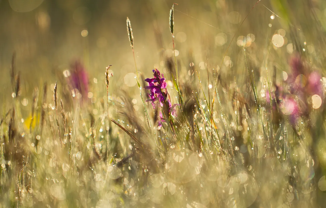 Photo wallpaper summer, grass, flowers, Rosa, glare, meadow
