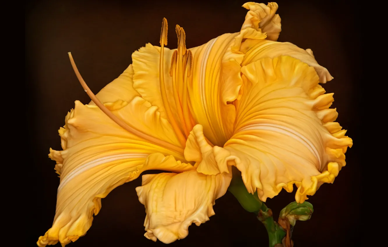 Photo wallpaper flowers, background, daylilies