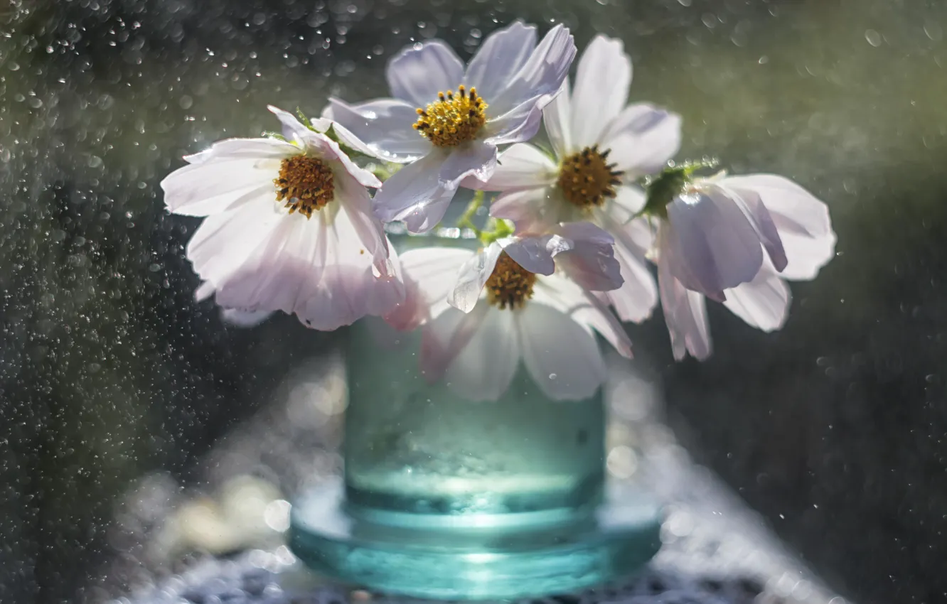 Photo wallpaper macro, flowers, jars, bokeh, cosmos
