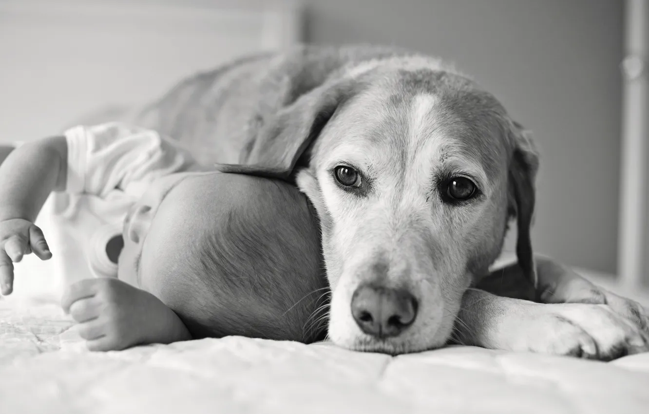 Photo wallpaper look, children, each, dog, baby, black and white