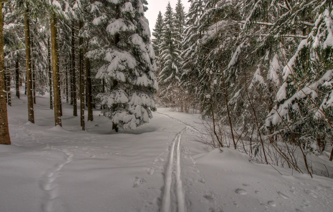 Photo wallpaper winter, forest, snow, trees, traces, nature, trail, frost