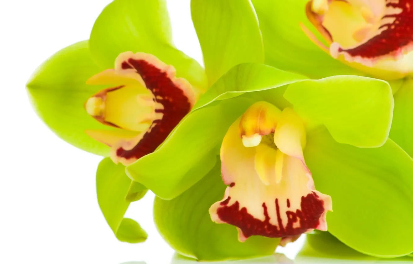 Photo wallpaper macro, flowers, green, Orchid, Cymbidium
