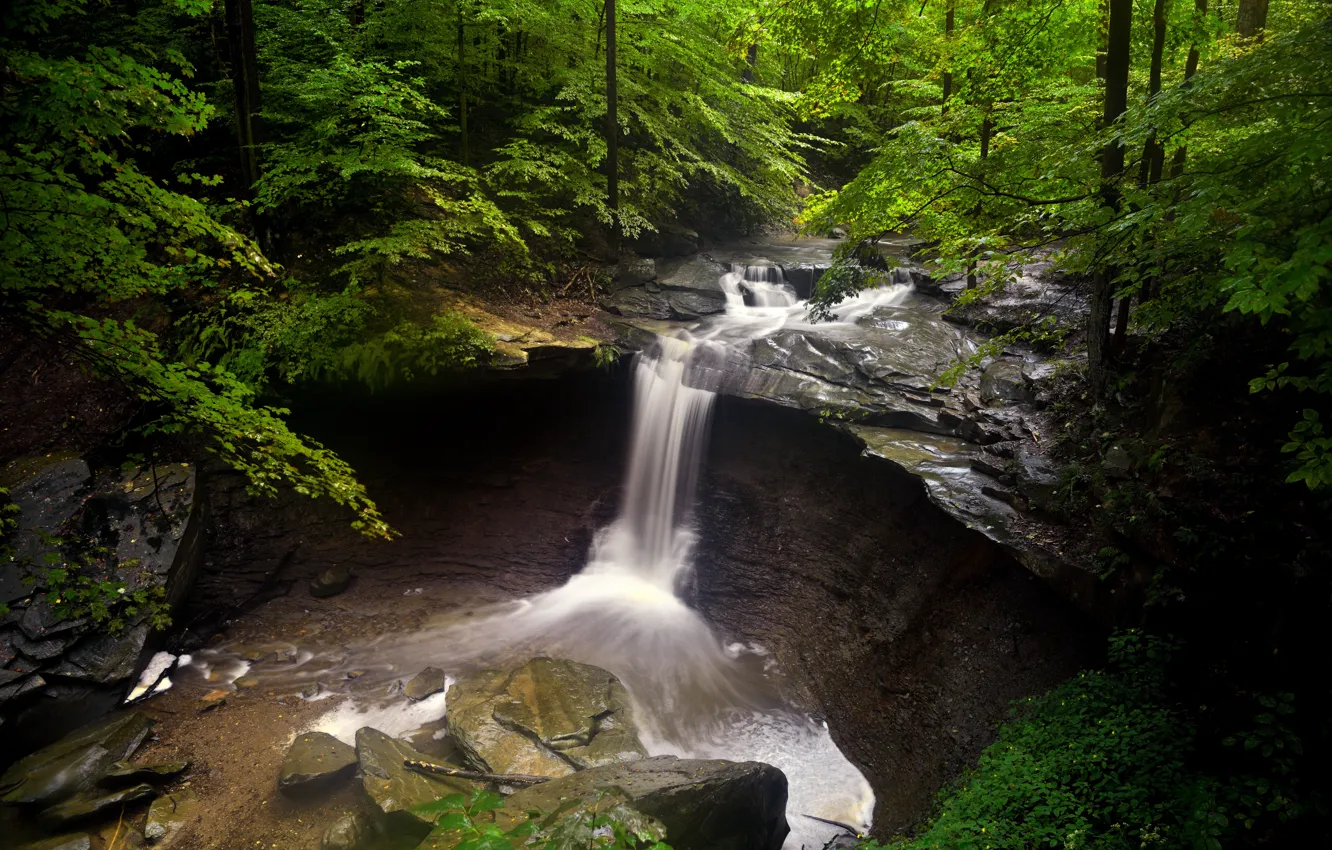 Photo wallpaper forest, water, nature, river, stones, waterfall, stream