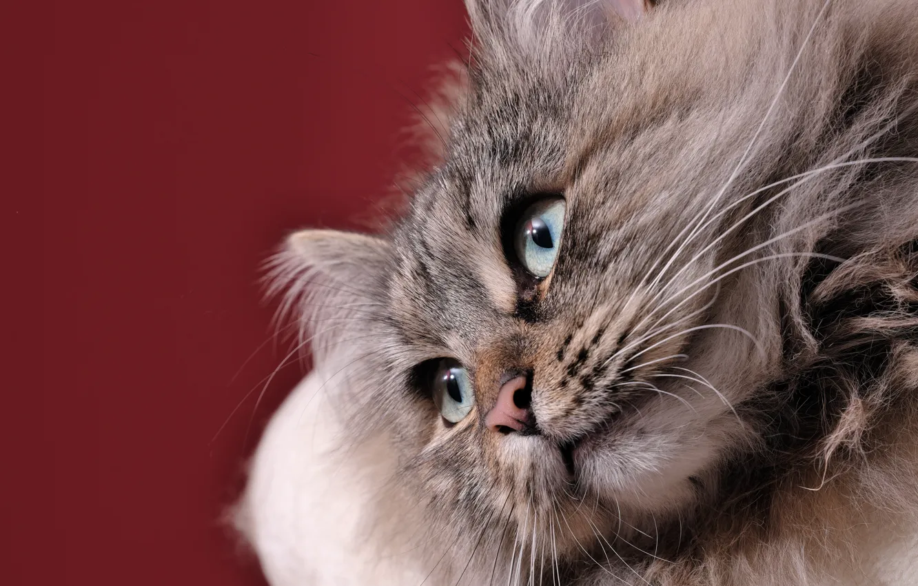 Photo wallpaper look, background, muzzle, Siberian cat