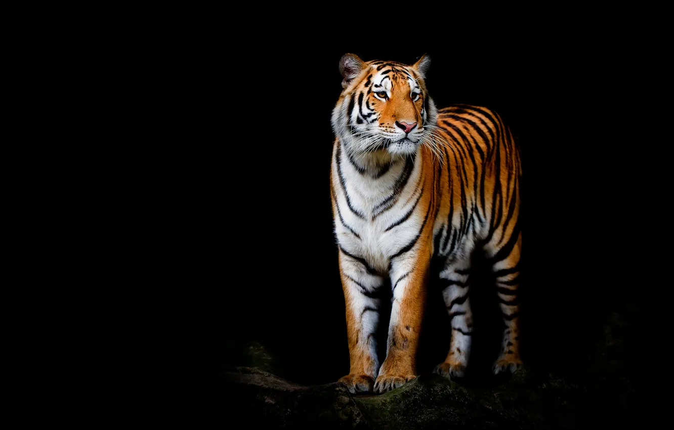 Photo wallpaper look, face, tiger, pose, paws, is, black background, wild cat