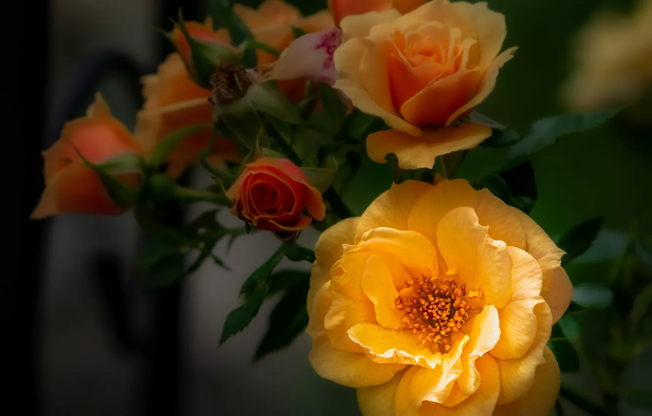 Photo wallpaper flowers, orange, branches, roses, buds, blur, bokeh