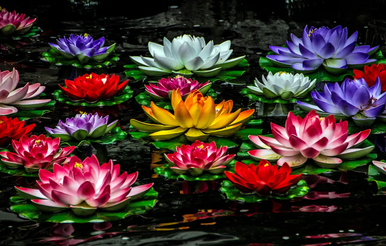 Photo wallpaper Lily, colorful, water lilies