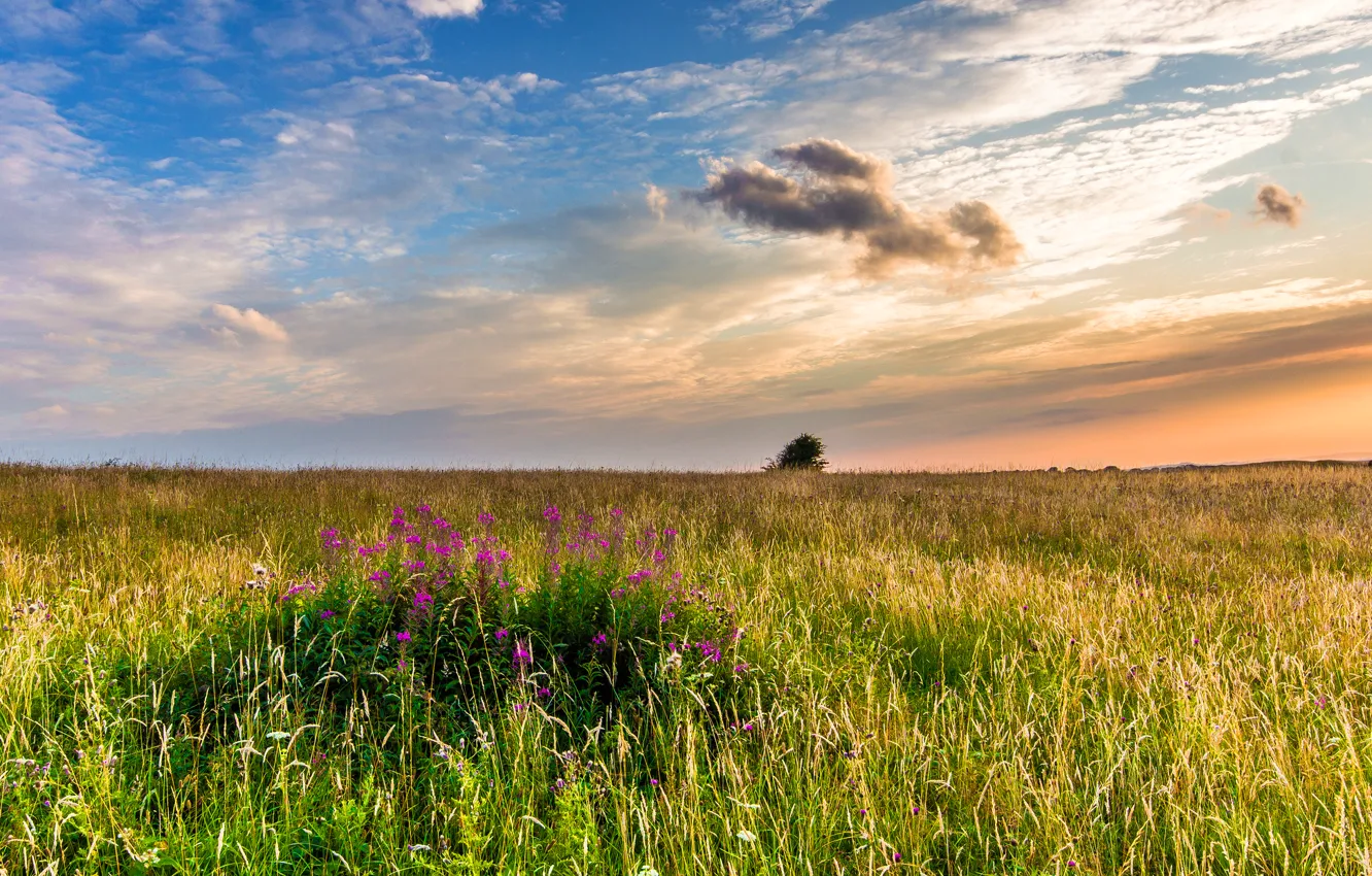Photo wallpaper field, grass, landscape, sunset, flowers, nature, England, the evening