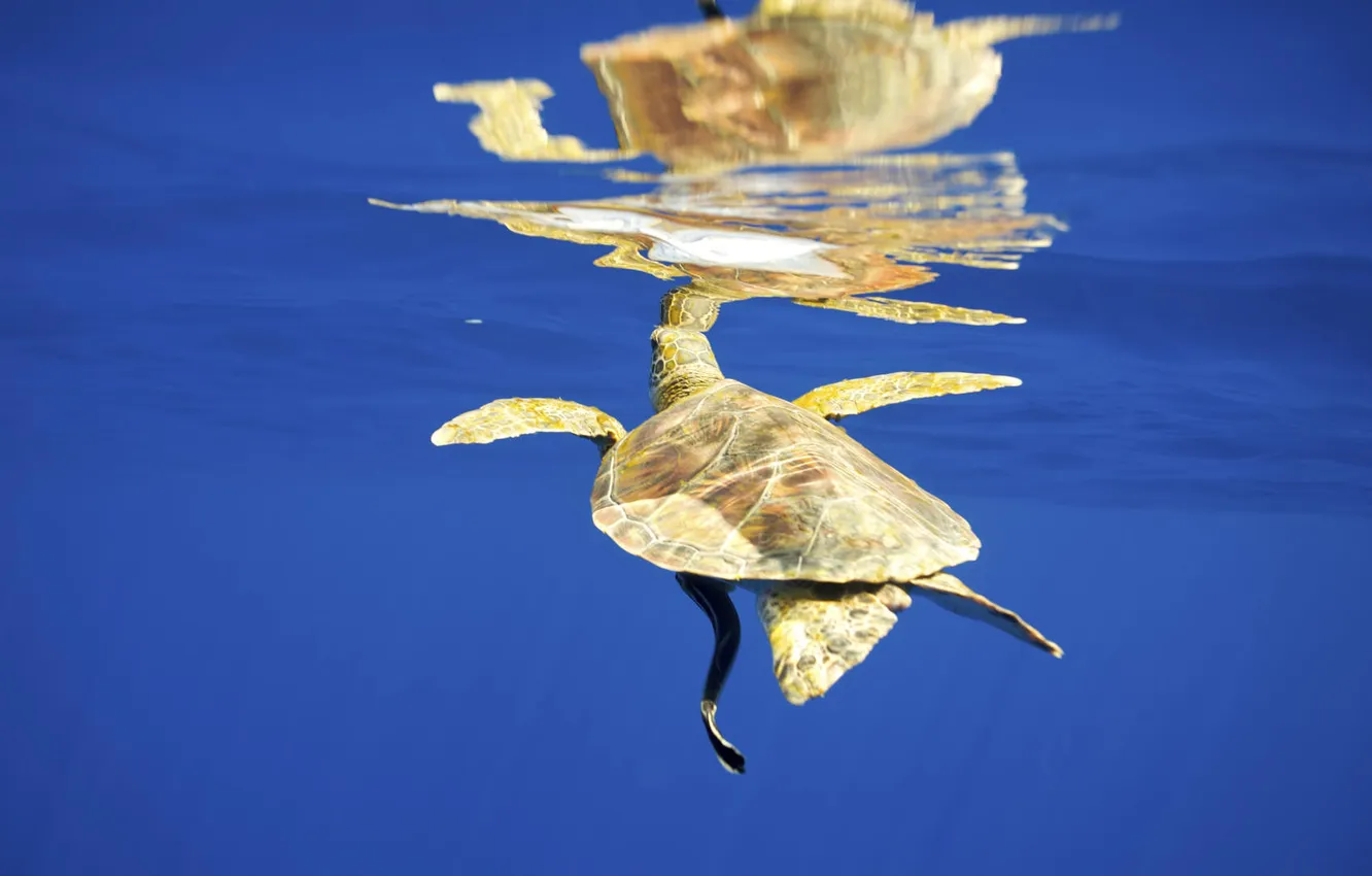 Photo wallpaper sea, water, surface, yellow, reflection, turtle, under water