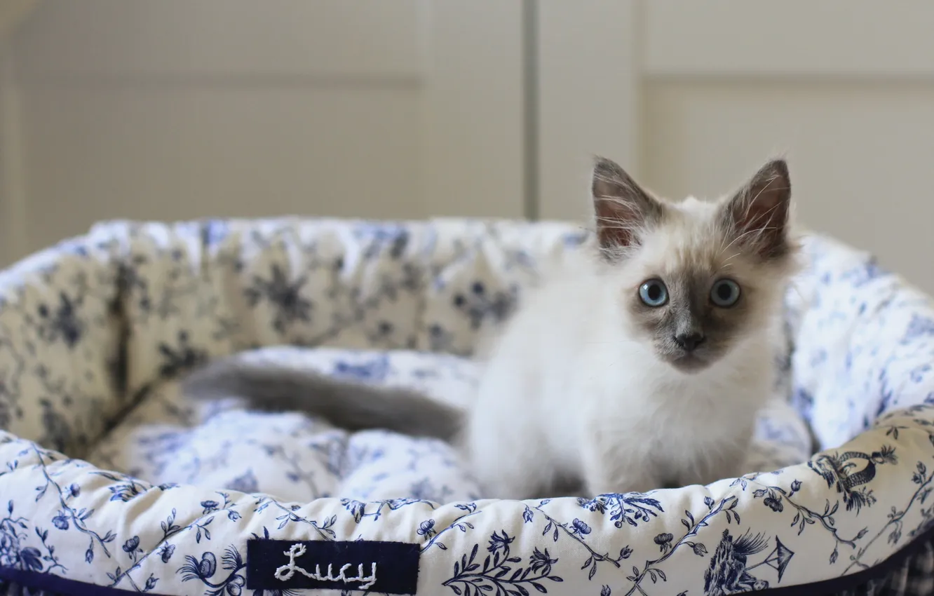 Photo wallpaper cat, comfort, home