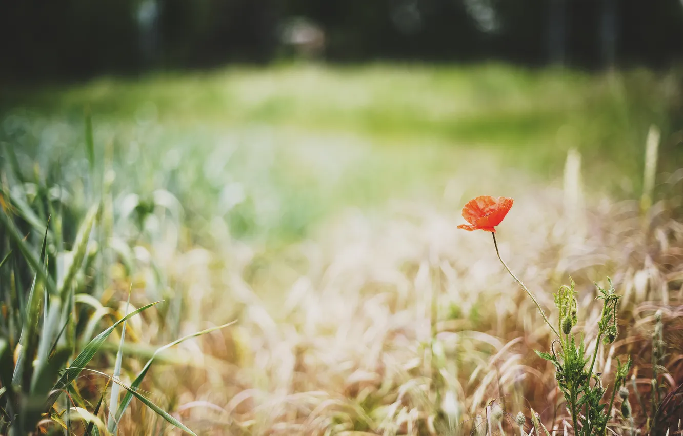 Photo wallpaper flowers, red, Mac, petals