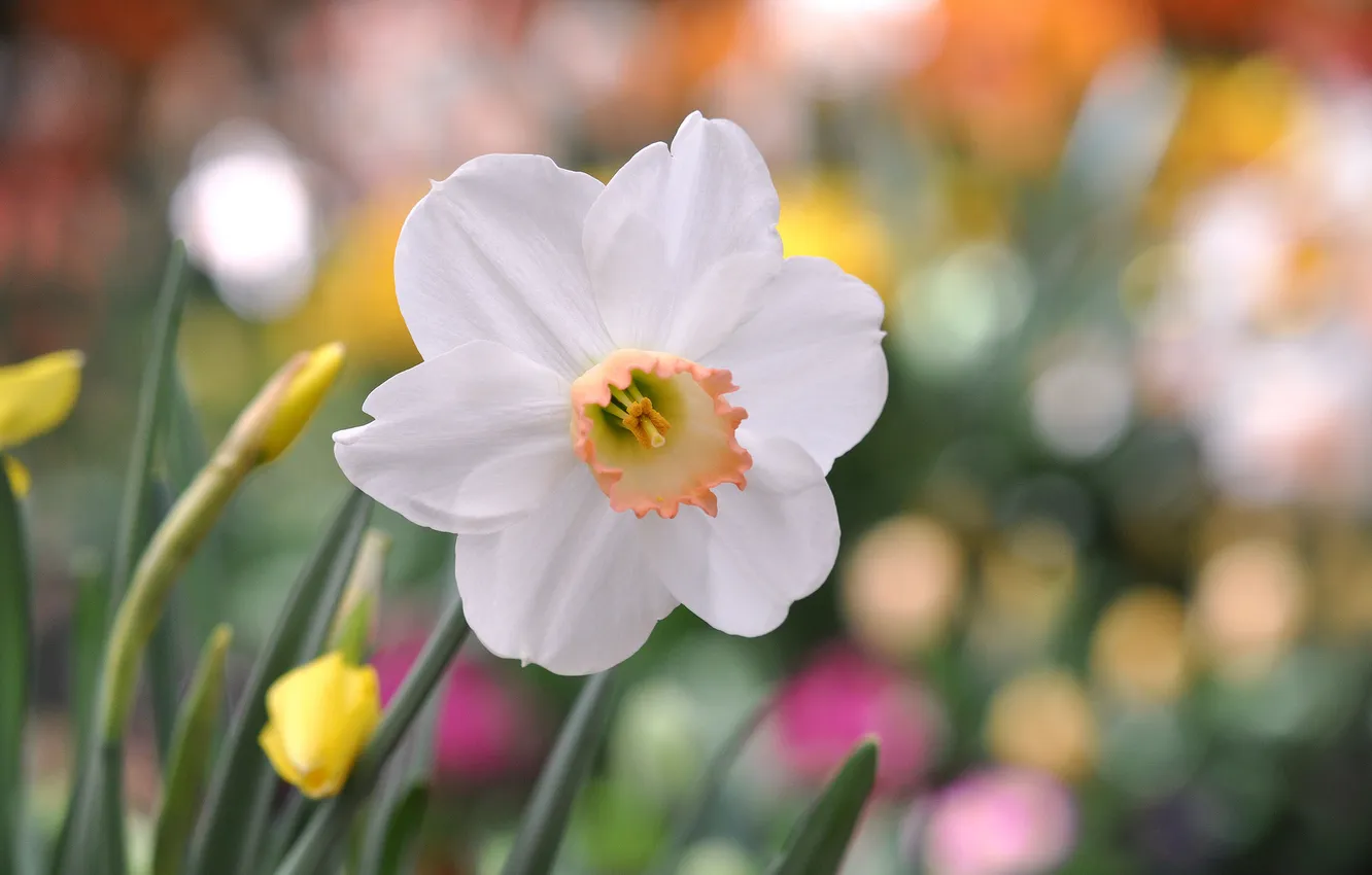 Photo wallpaper flower, macro, focus, petals, white, Narcissus