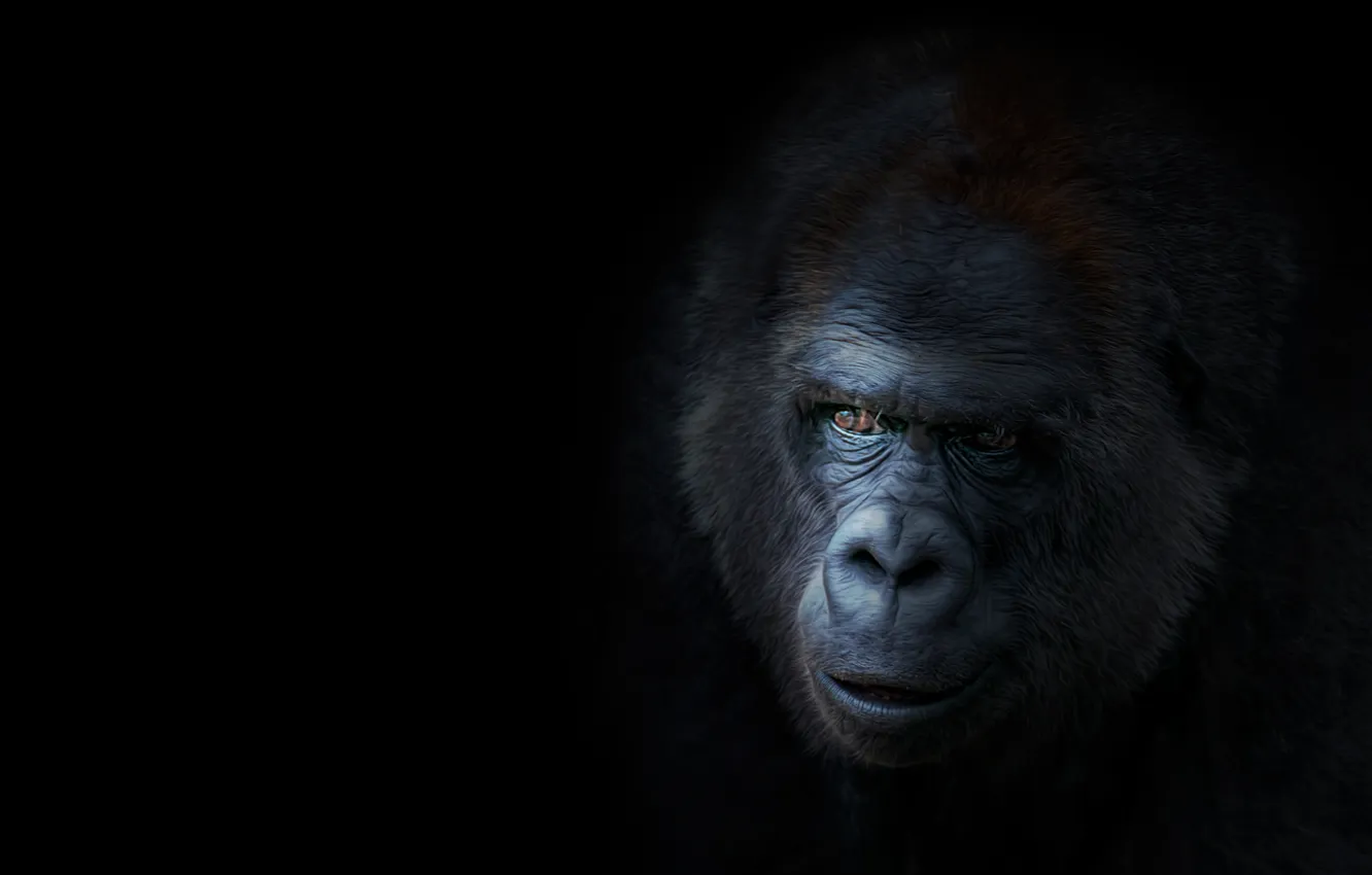 Photo wallpaper face, gorilla, Animal