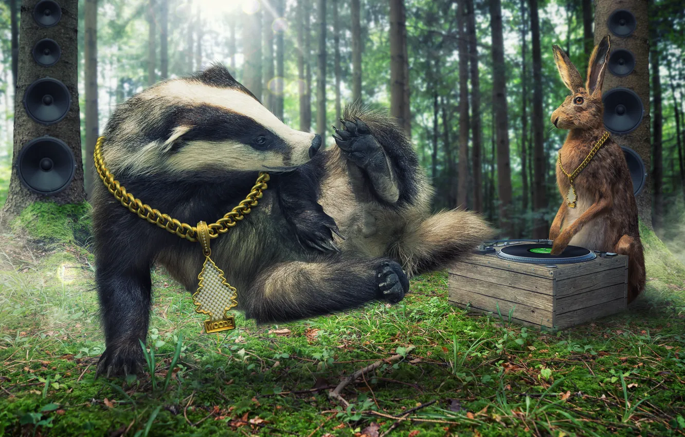 Photo wallpaper forest, hare, chain, DJ, disco, badger, Break dance
