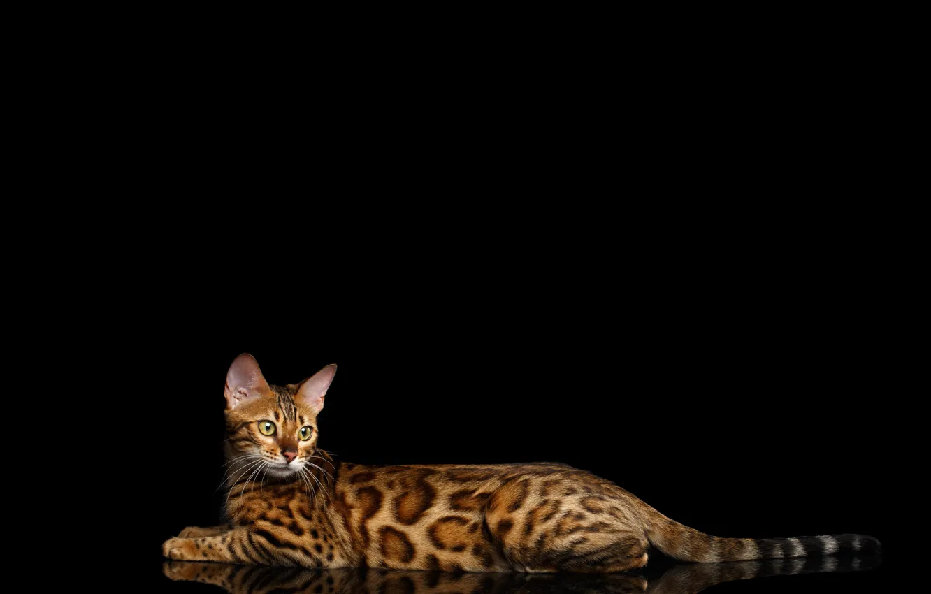 Photo wallpaper cat, lies, black background, spotted, Bengal cat, Bengal