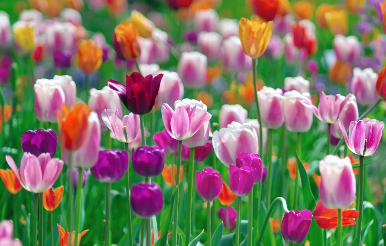 Photo wallpaper flowers, paint, tulips, colorful, different