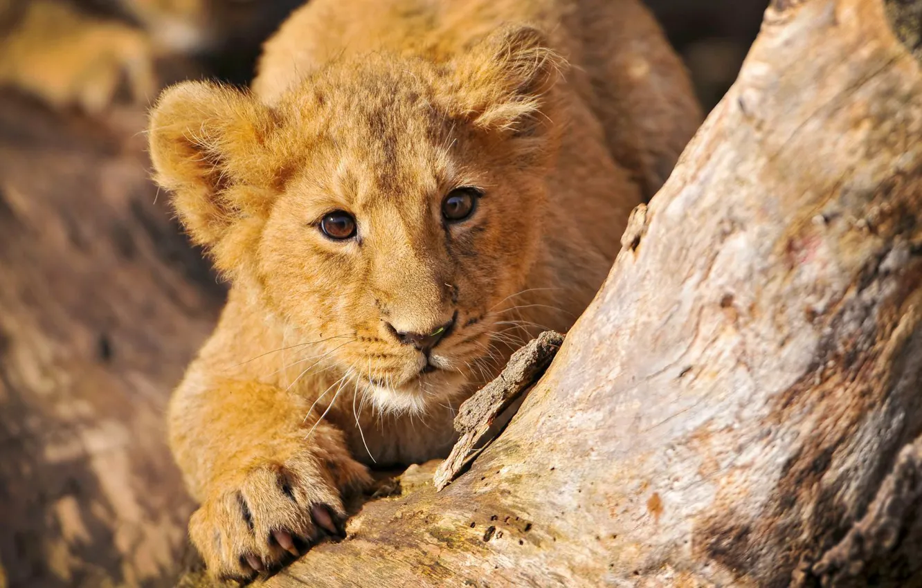 Photo wallpaper wild cats, lion, sneaks