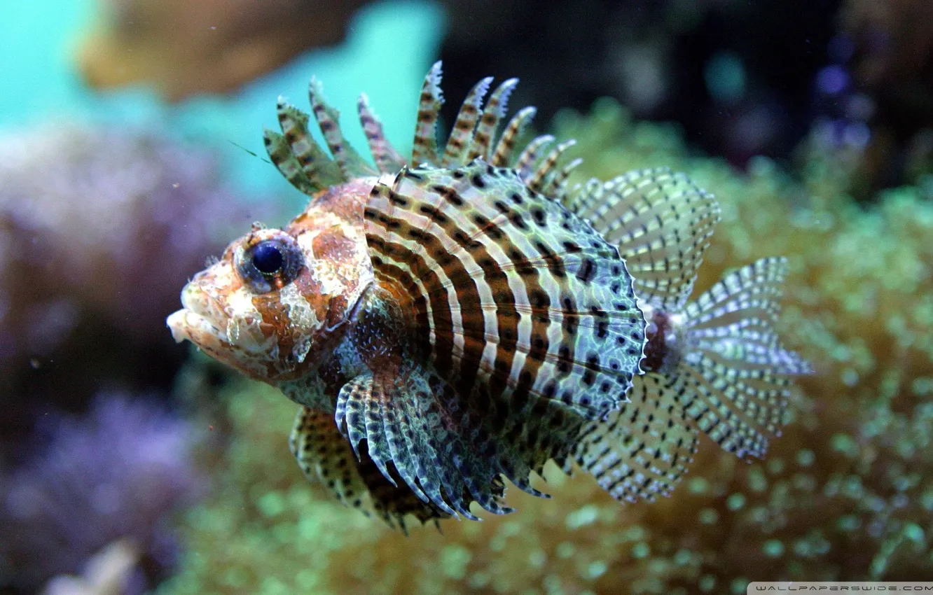 Photo wallpaper Fish, underwater, sea, ocean, exotic