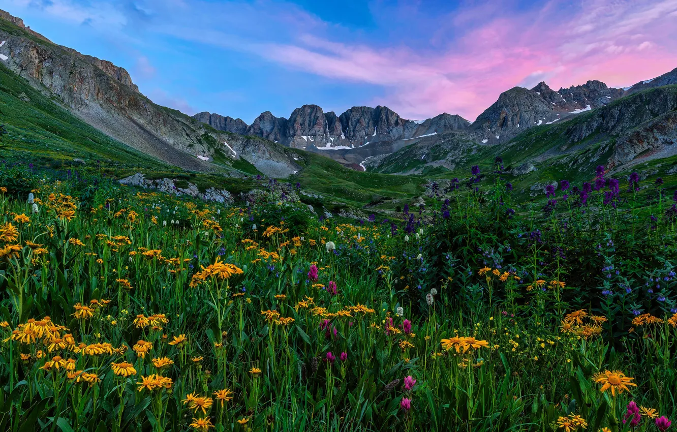 Photo wallpaper flowers, mountains, meadow, field