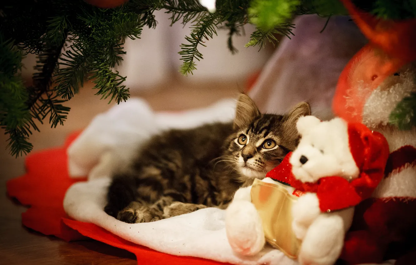 Photo wallpaper cat, kitty, toy, bear, New year, kitty, Teddy