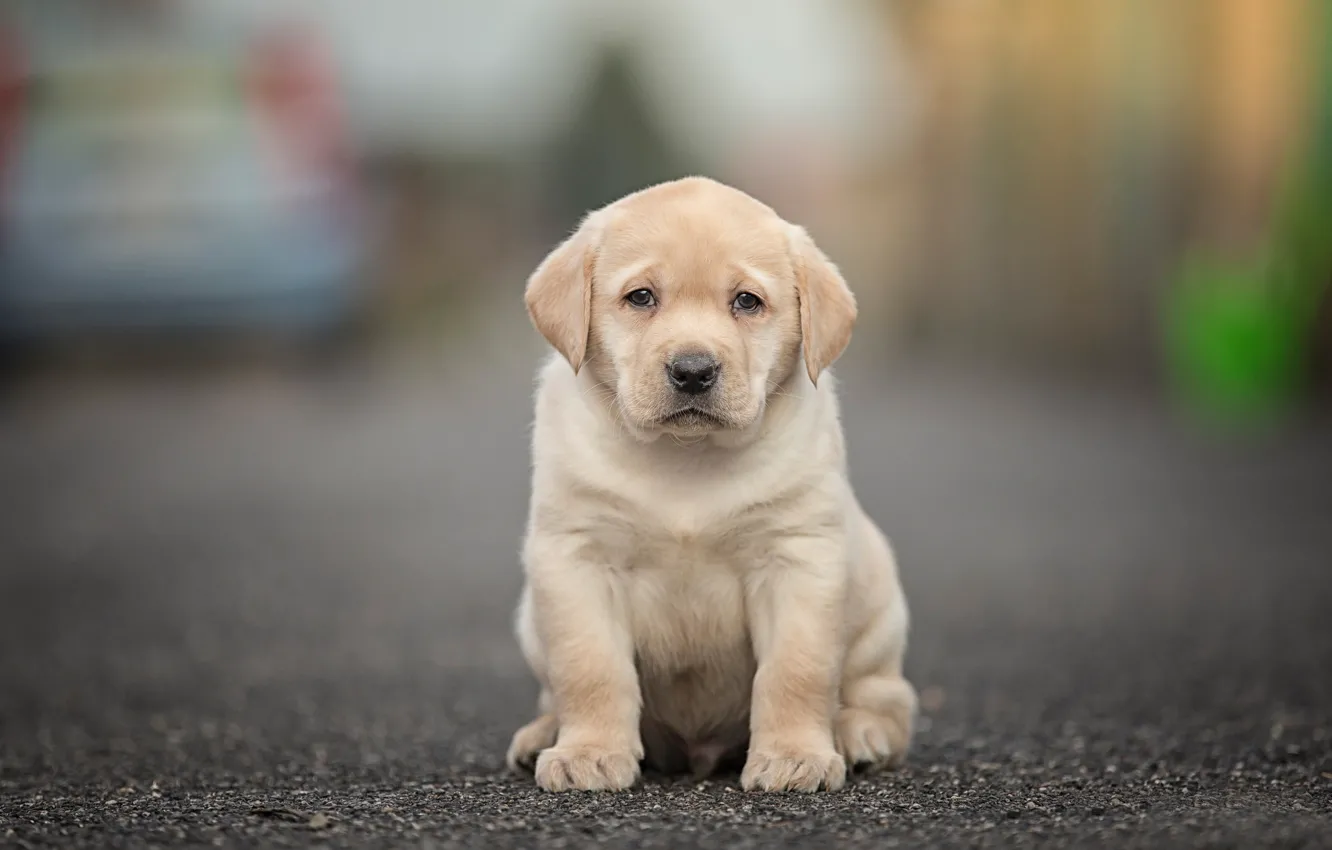 Photo wallpaper look, dog, baby, puppy, bokeh, Labrador Retriever