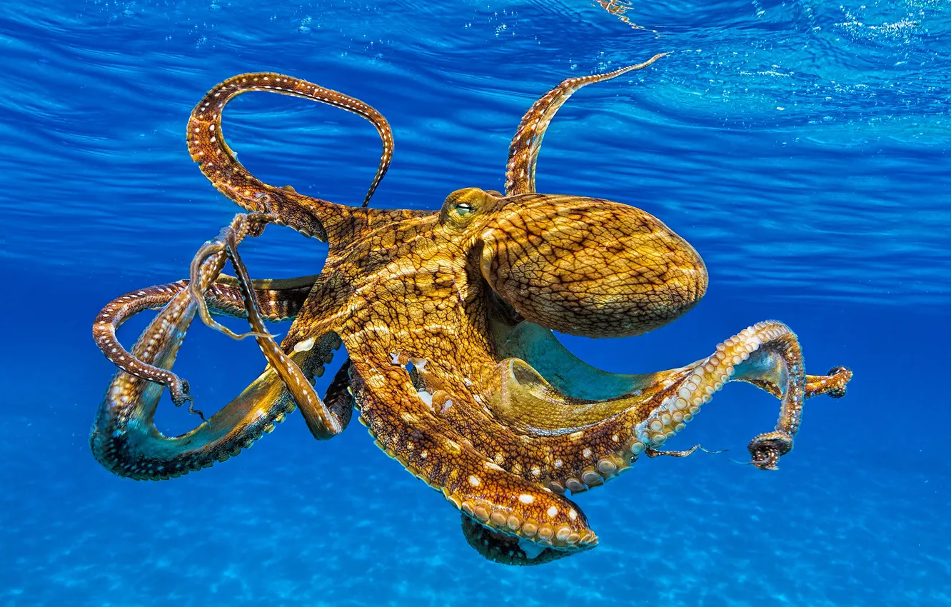 Photo wallpaper sea, look, face, water, octopus, tentacles, underwater world, under water