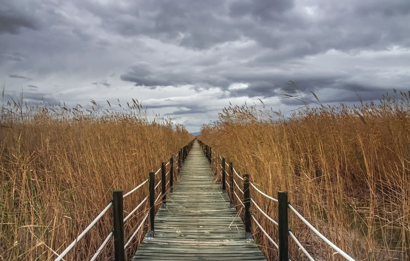 Photo wallpaper the sky, bridge, reed