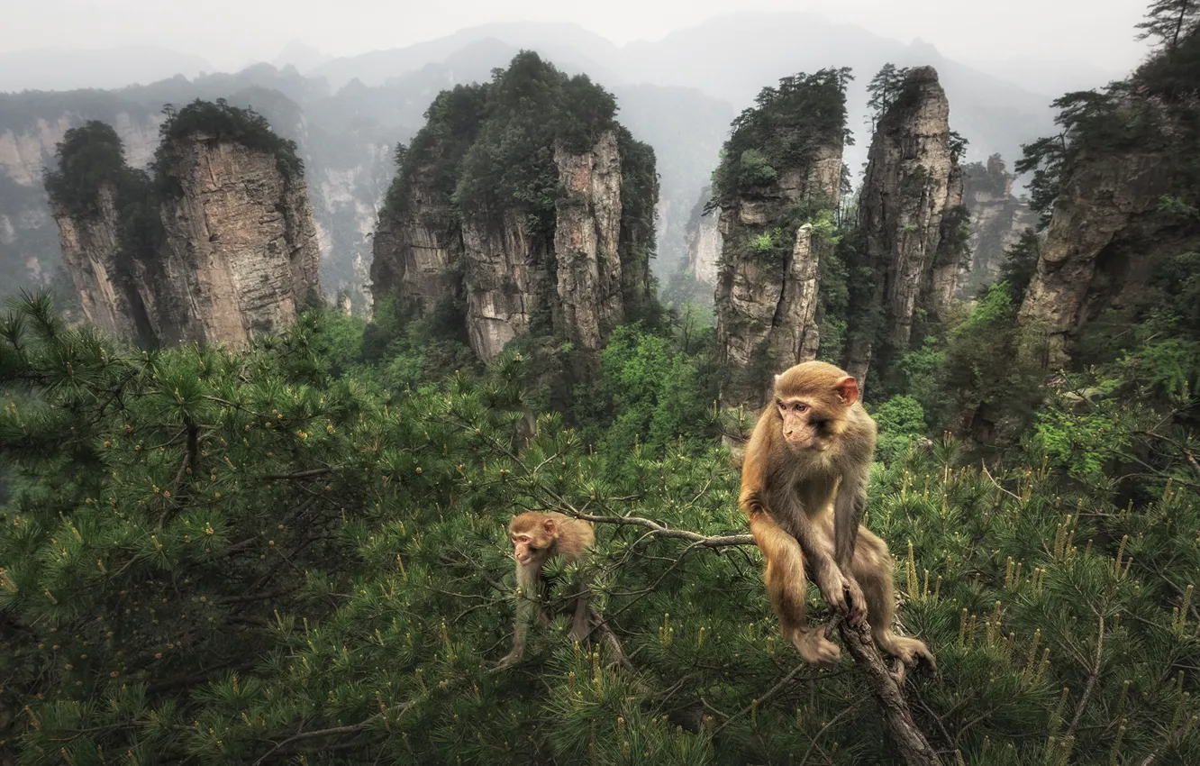 Photo wallpaper forest, mountains, branches, rocks, two, height, monkey, pair