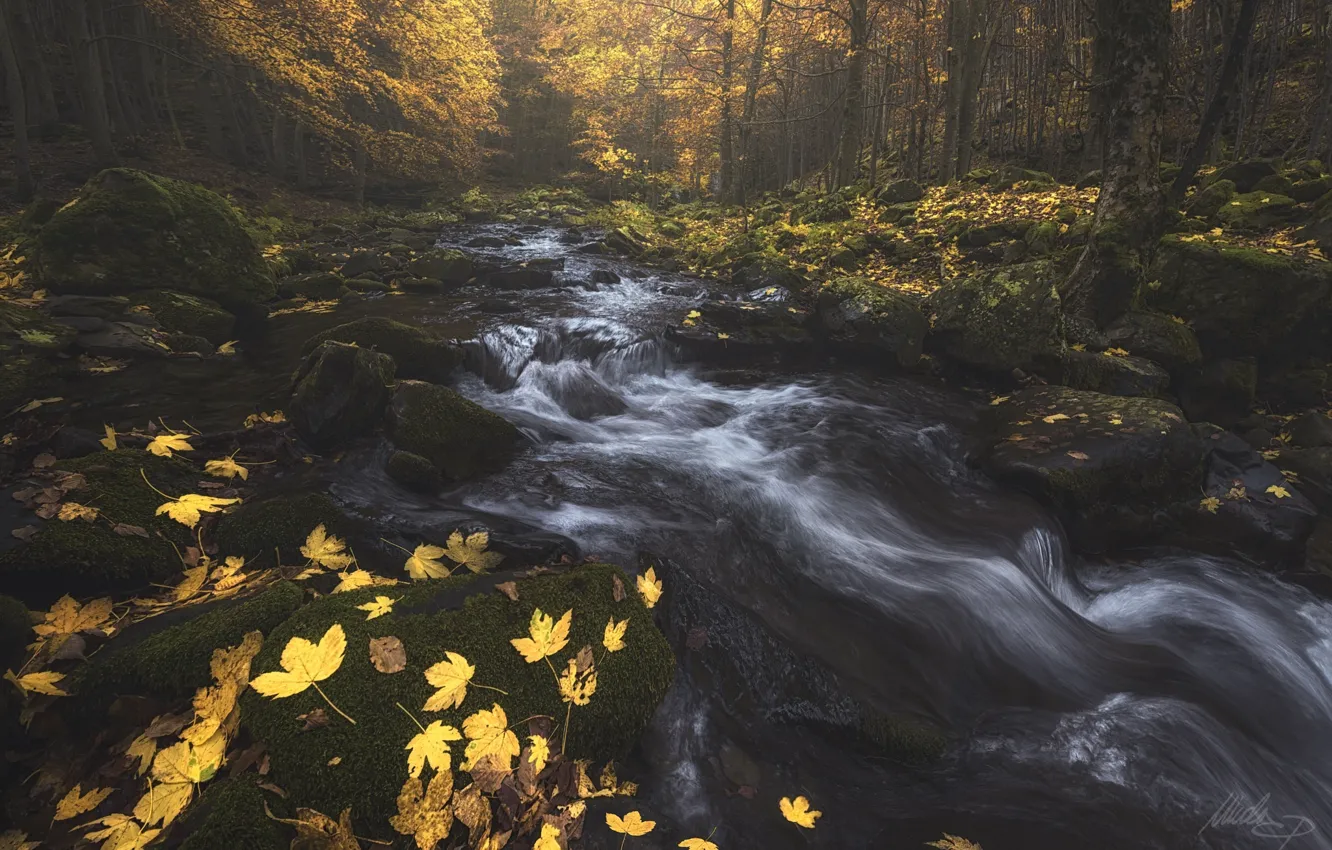 Photo wallpaper autumn, forest, trees, nature, river, foliage, stream