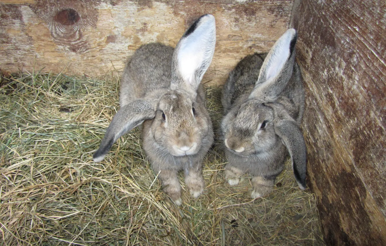 Photo wallpaper animals, ears, Rabbits