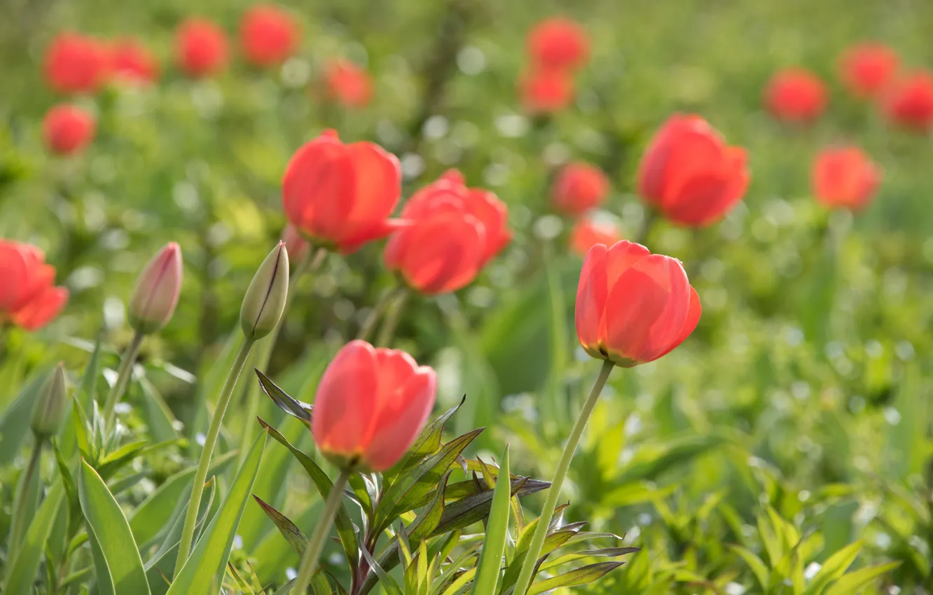 Photo wallpaper flowers, spring, tulips