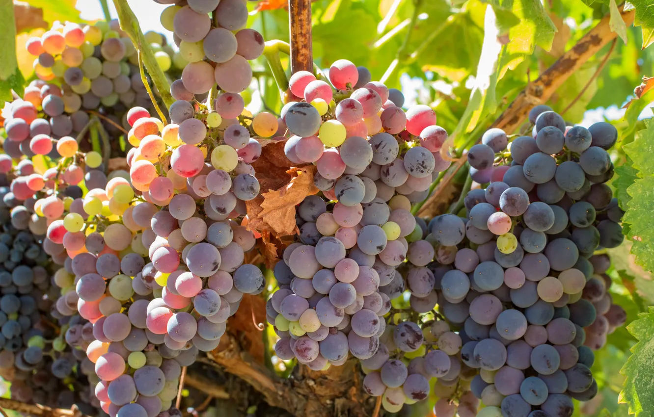 Photo wallpaper leaves, grapes, vineyard, bunches