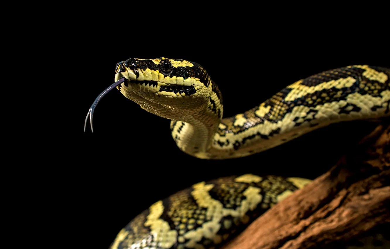 Photo wallpaper yellow, snake, Python