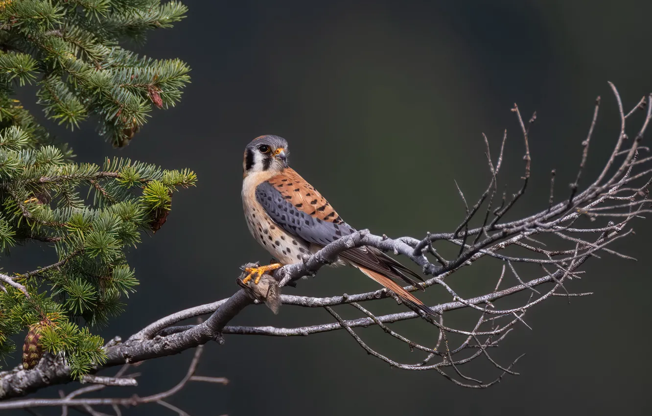 Photo wallpaper trees, bird, American Kestrel