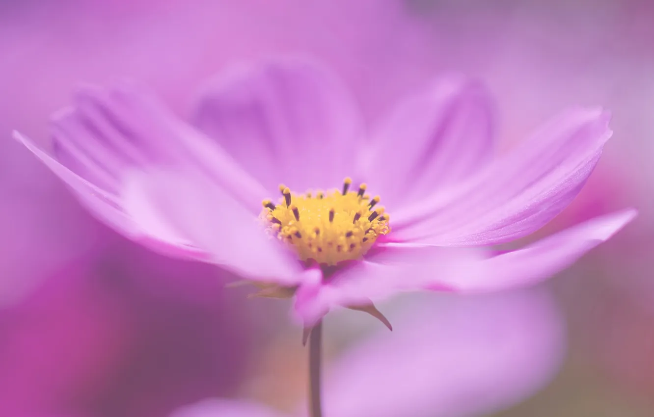 Photo wallpaper flower, macro, pink, tenderness, plant, color, petals, kosmeya