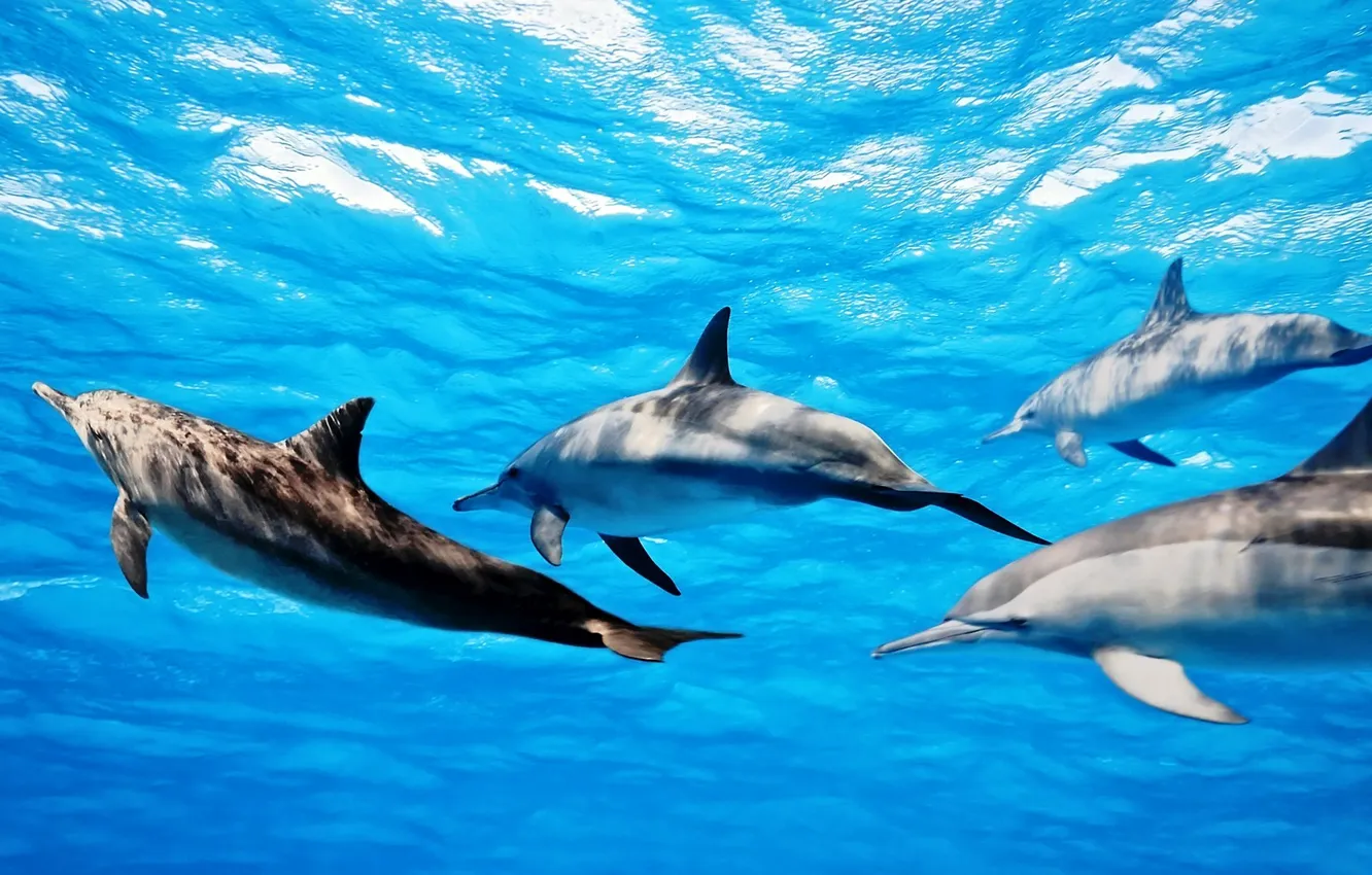 Photo wallpaper sea, water, group, dolphins