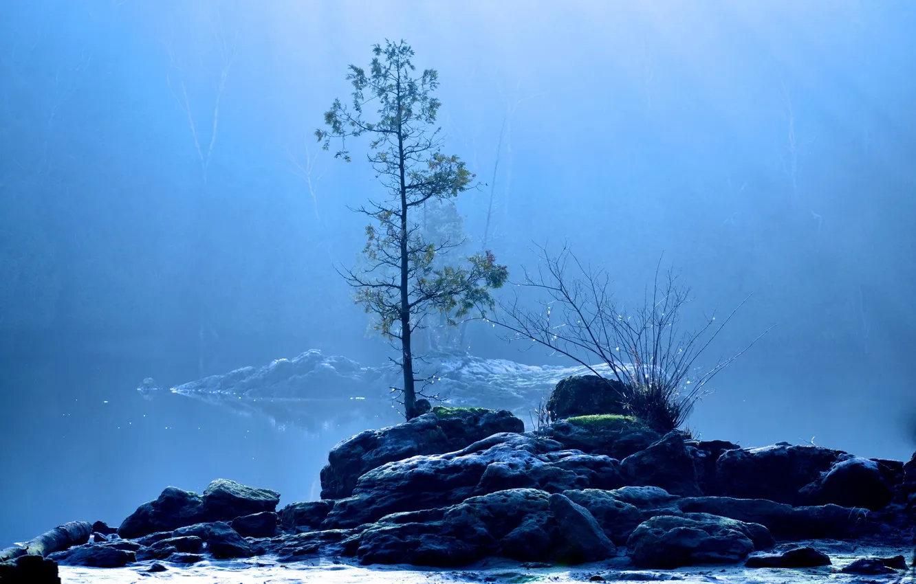 Photo wallpaper fog, lake, tree