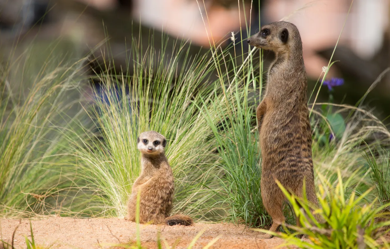Photo wallpaper grass, look, meerkats, cub