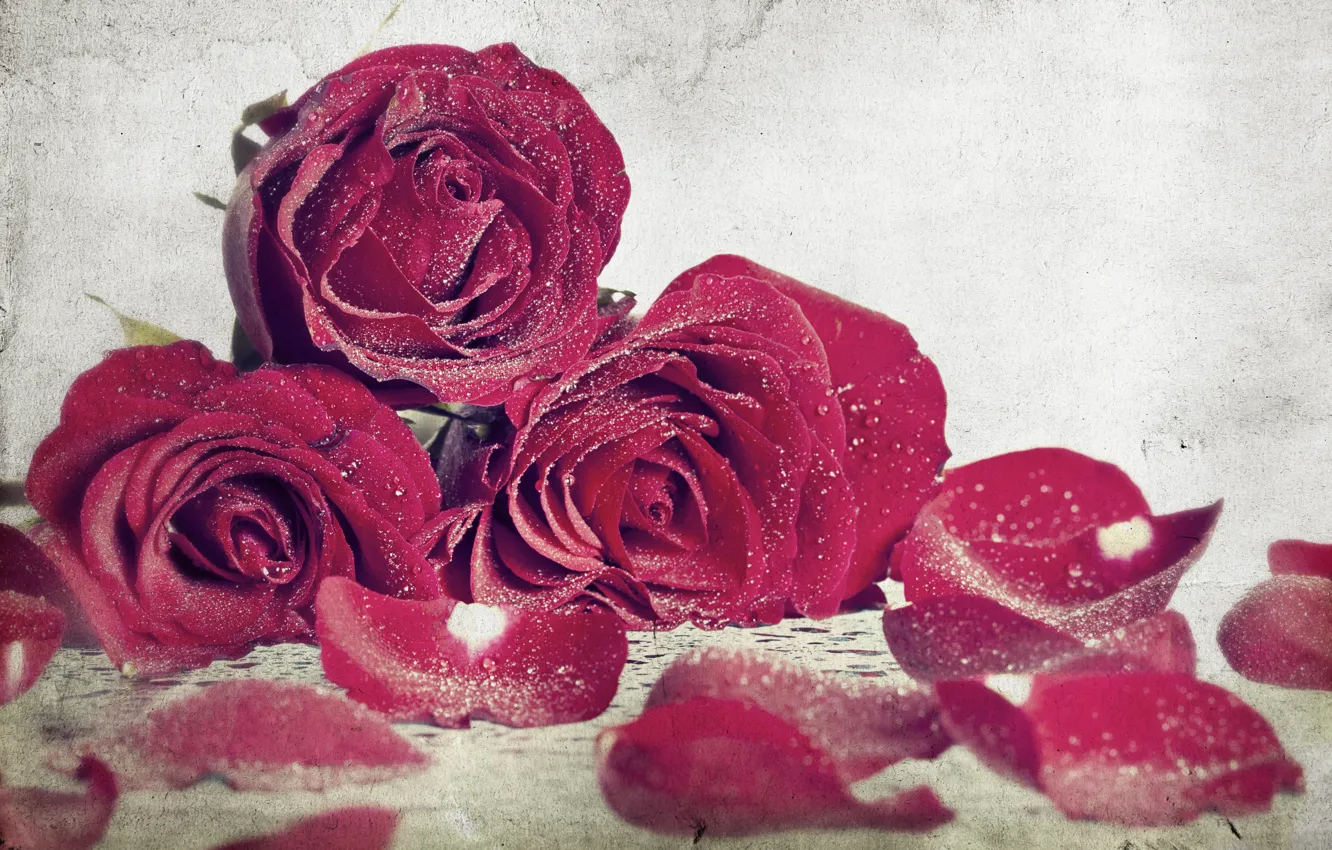 Photo wallpaper flowers, background, widescreen, Wallpaper, roses, wallpaper, rose, flowers